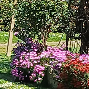 Azienda Il Tizzano Albinia